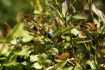 Heidelbeeren am Strauch